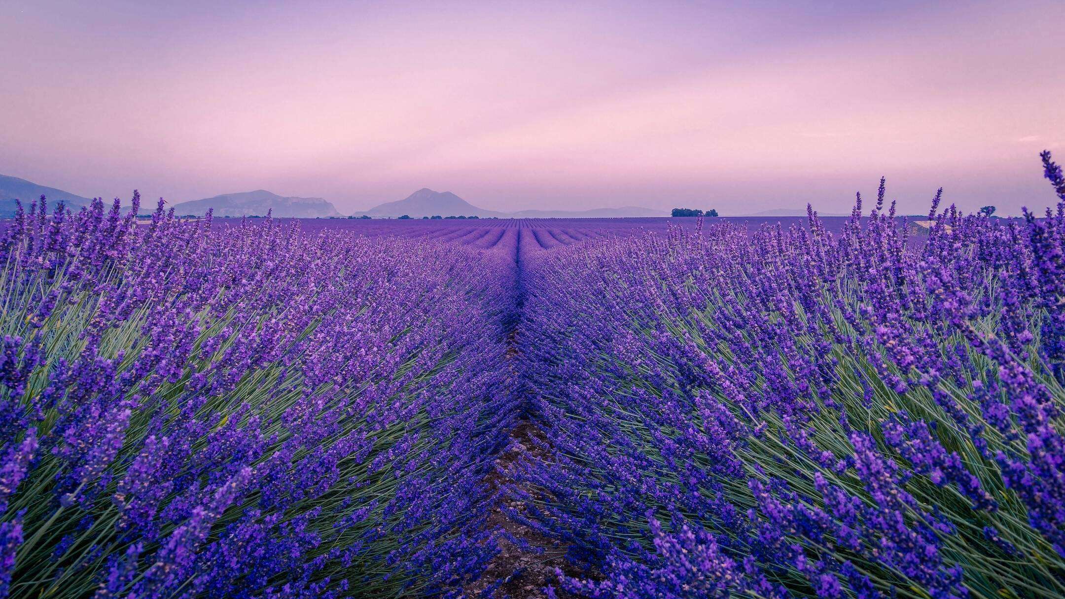 Natur Sauna Aufguss mit Kräutern der Provence Lavendel und Rosmarin
