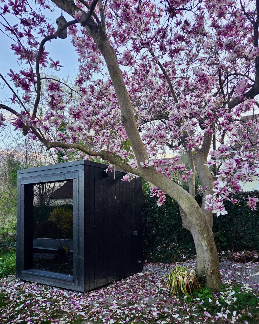 Schwarze Sauna Magnolienbaum – ManoKin Schwarze Sauna Magnolienbaum