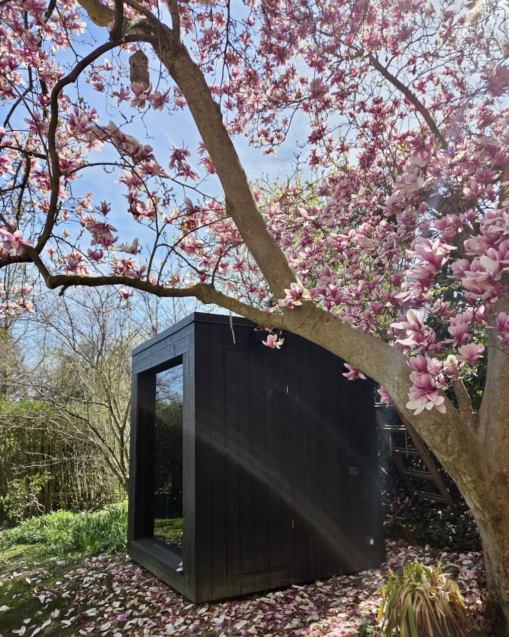 Schwarze Sauna unter Magnolienbaum – ManoKin Schwarze Sauna unter Magnolienbaum